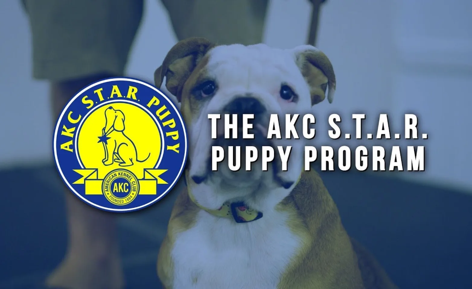 AKC S.T.A.R. Puppy Program - Katy